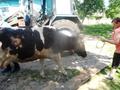 Оказание помощи по извлечению коровы
