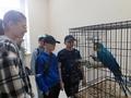 Выставка «Мир больших попугаев»