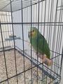Выставка «Мир больших попугаев»