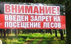 В Хойникском районе введен запрет на посещение лесов.